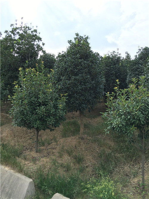 河南光山桂花 功效与作用全解析及种植经营全新报价指南