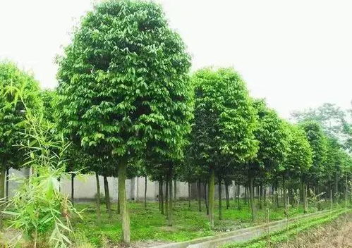 这是一份各城市苗木品种种植大全