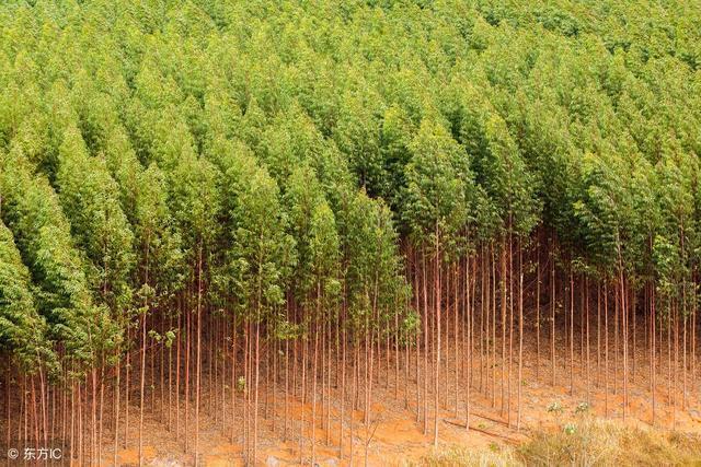 缺德树也叫断子绝孙树禁止种植违规者罚款
