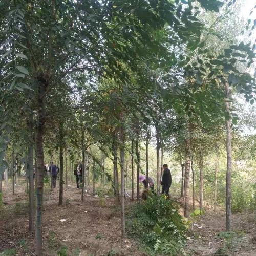 是良好的观赏树及工厂绿化,四旁绿化树种,常孤植成景,适宜种植于池畔