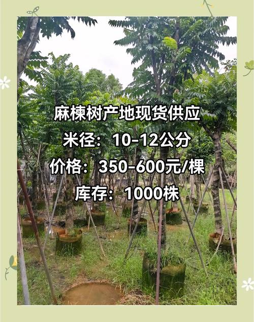 麻楝树种植 从选地到浇水的全流程指南