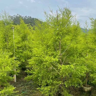 绿化种植树木每平米价格详解及优质货源与发货地区指南