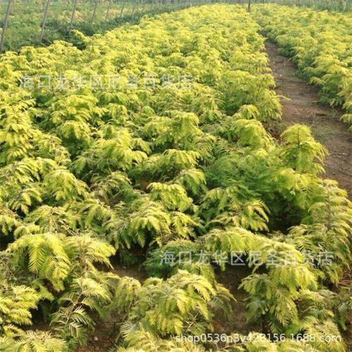 2成交2004袋泡桐树种子当年新采轻型木质木材树木白花大果泡桐空桐木