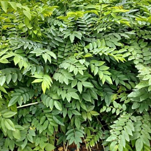 海 南黄花梨树种植区 绿化栽植行道树 多规格供应
