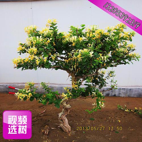 种植基地批发造型树桩金银花树四季金银花树5公分10cm当年开黄花