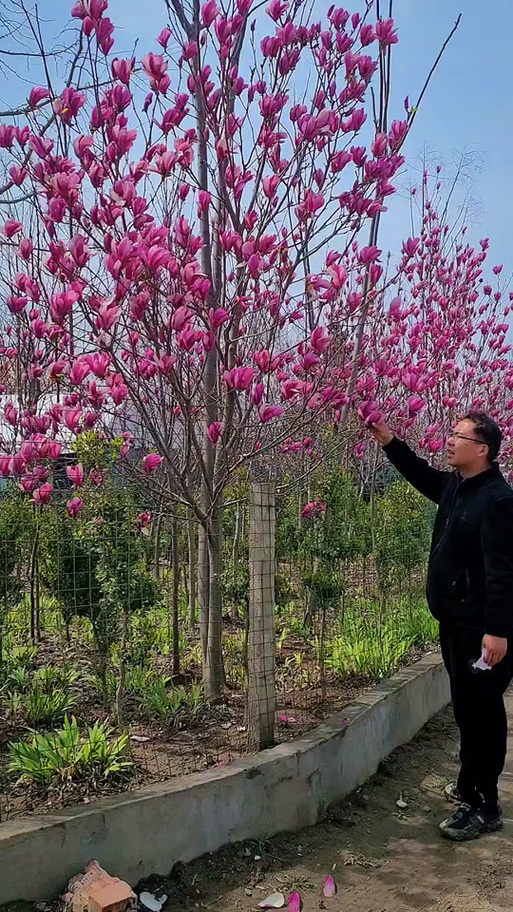东来 金玉满堂 紫玉兰花树 #现场实拍 #别墅庭院植物 #苗木种植基地