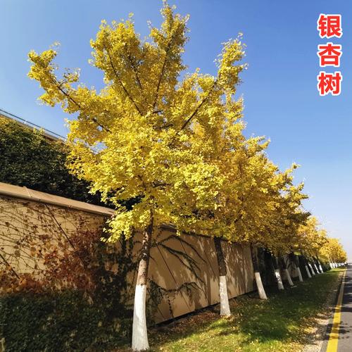 金叶银杏树苗大树小苗白果活苗拆迁占地庭院风景绿化苗南北方种植