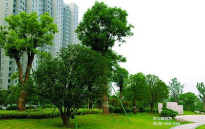 成都绿化工程在城市中如何进行