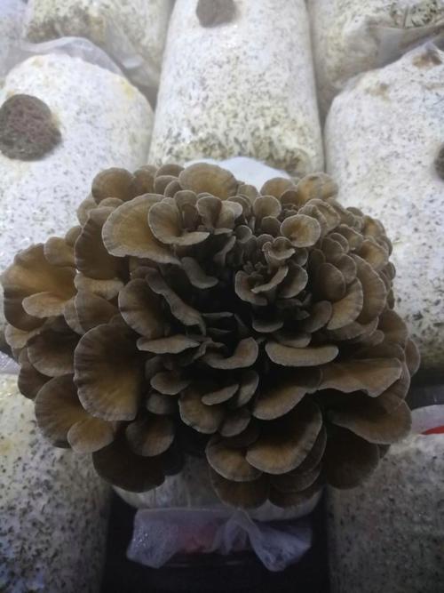 工厂化种植新鲜的有机灰树花