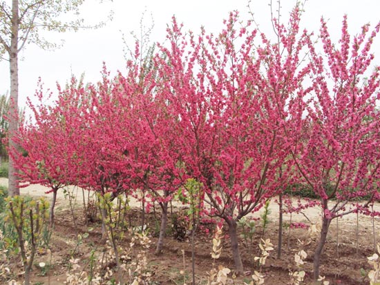 山东樱花、泰安樱花