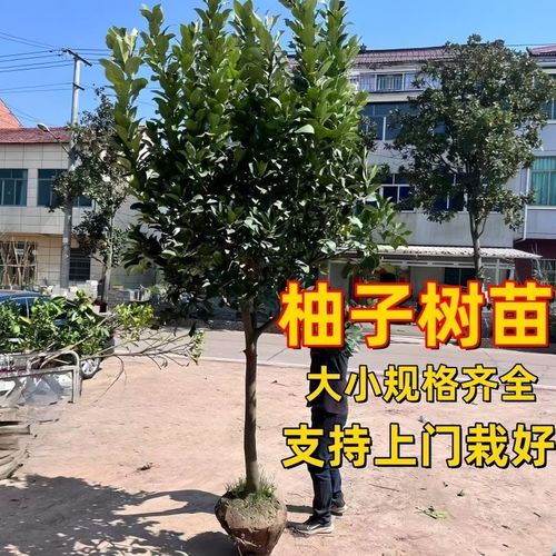 大柚子树苗南方北方庭院别墅栽种特大柚子景观树常绿红心柚子树苗